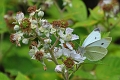 small white, butterfly, cabbag-2